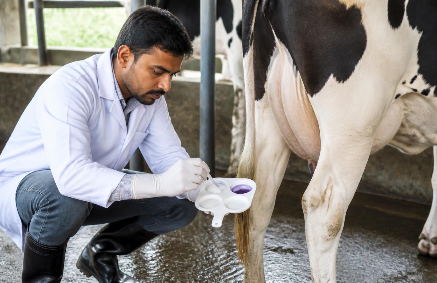 কেস স্টাডি: ম্যাস্টাইটিস নিয়ন্ত্রণে সাফল্য
